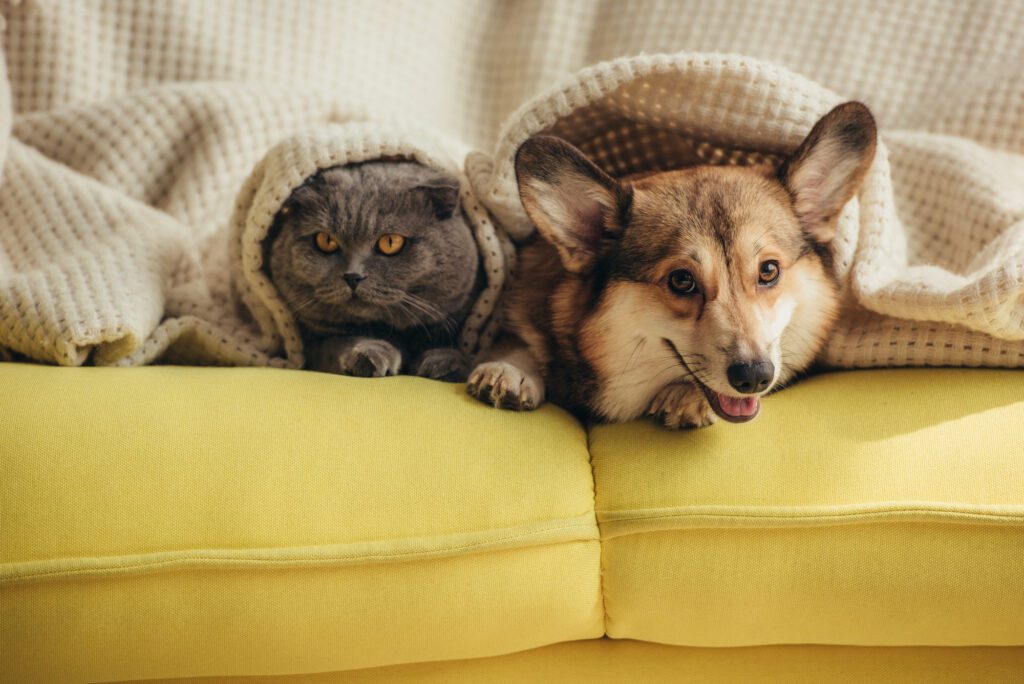 dog and cat sitting on yellow couch under white fluffy blanket